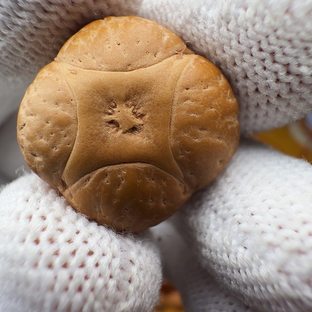 南***@21+麒麟单籽，一物一图