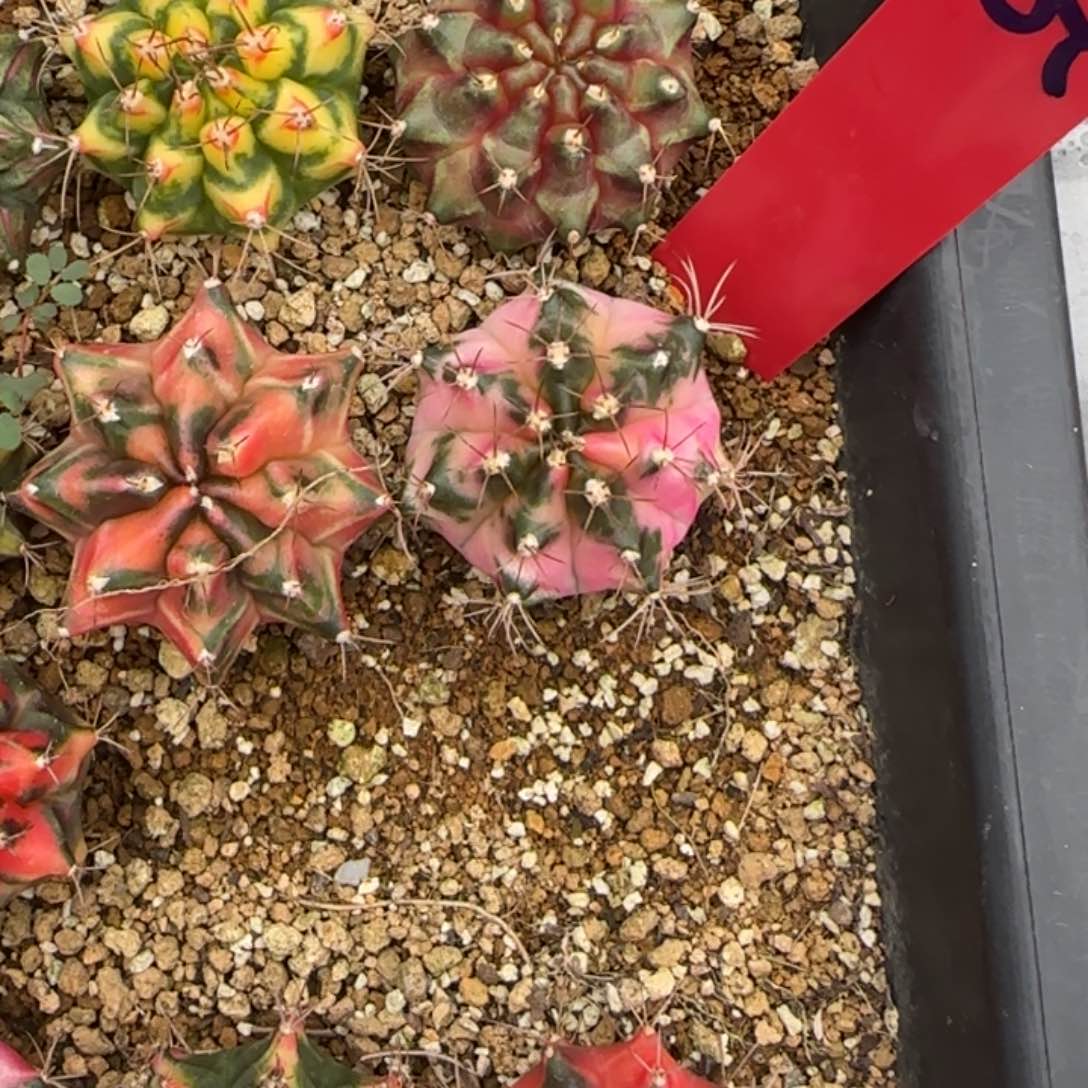 785-0510泰国发货