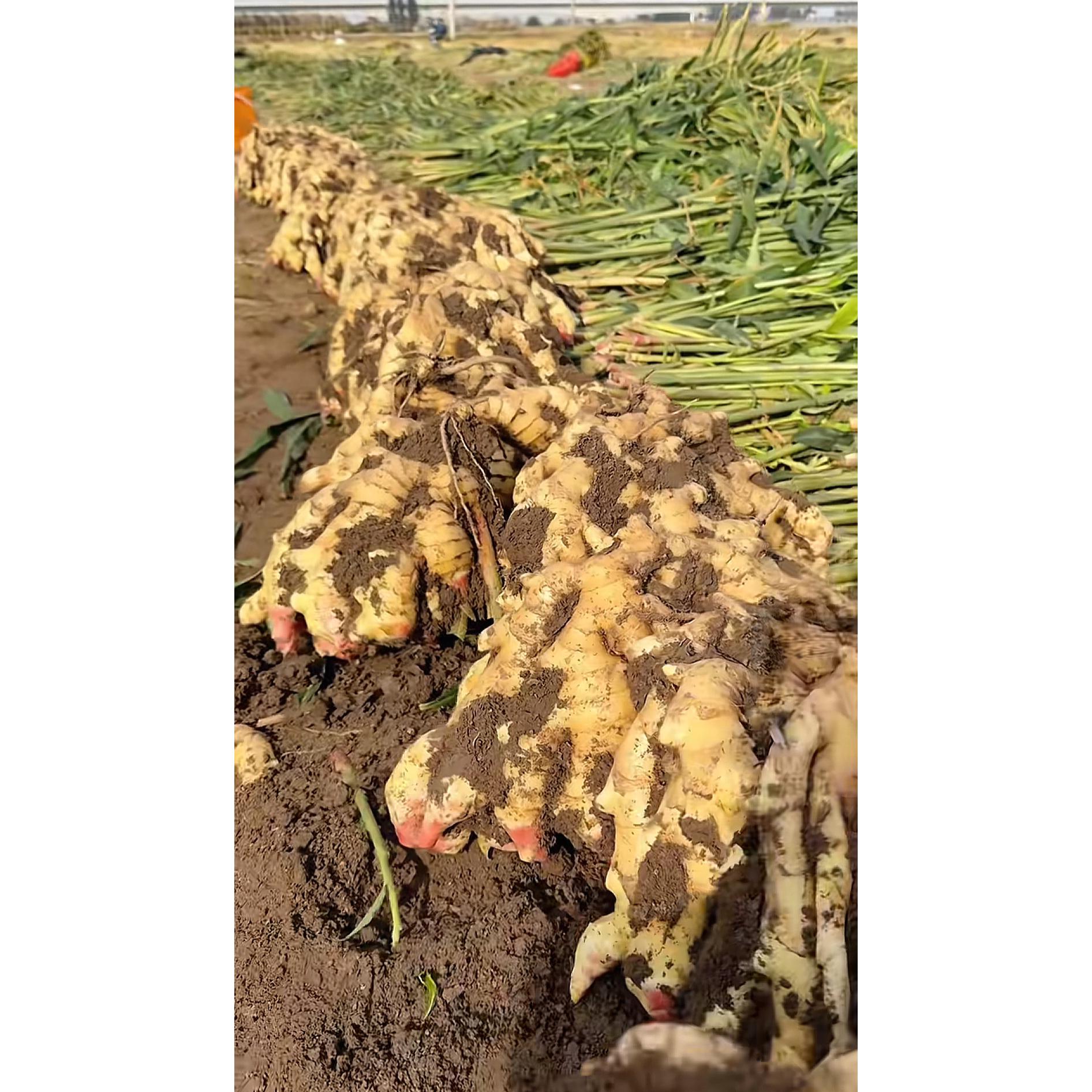 25年山东窖藏现挖新圆头大姜