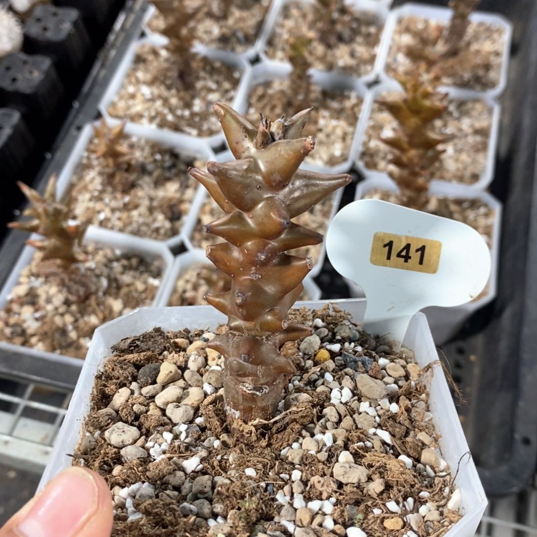 墨西哥角橄榄多肉植物