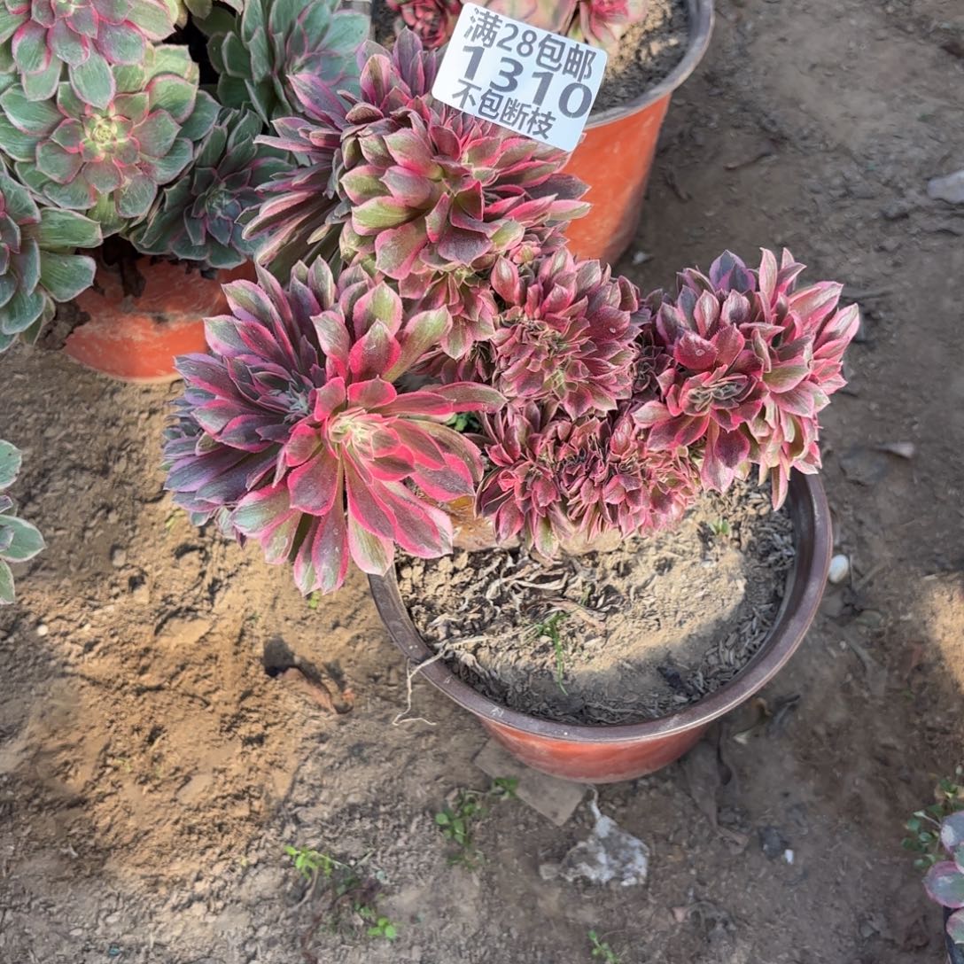 N. 1310女巫最多肉，baaed