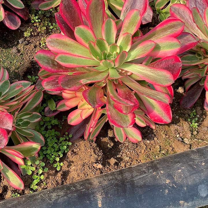 多肉植物凤冠47号