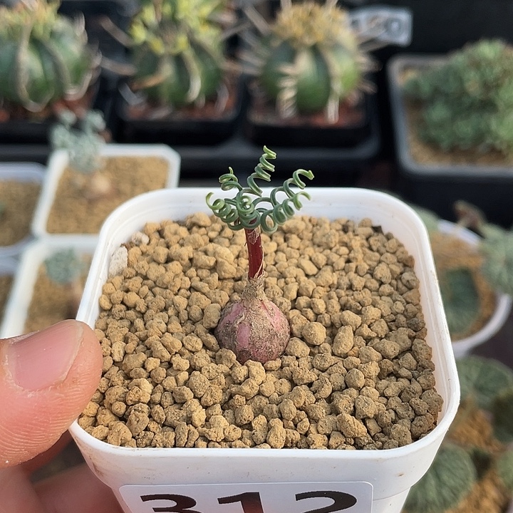 312GL蚊香弹簧草，