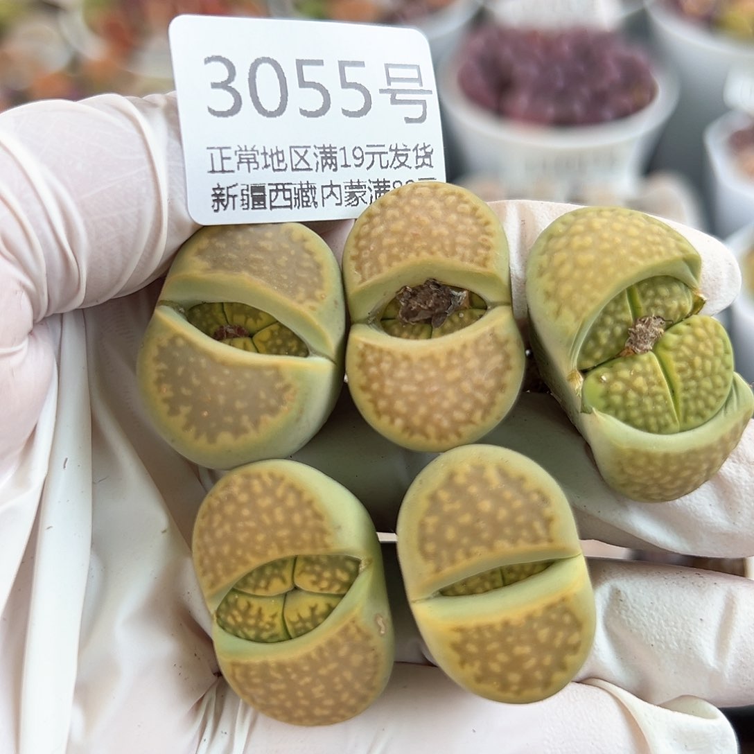 好养易活生石花大母本3055