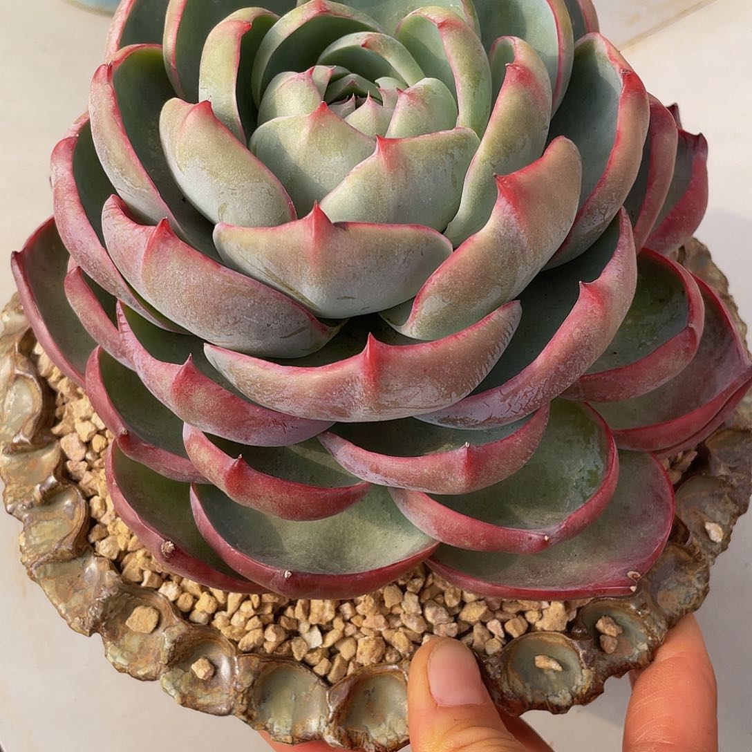 惊鸿多肉多肉多肉