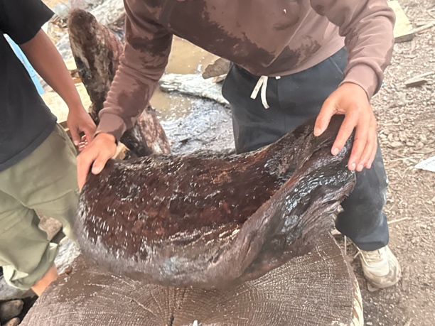 民间使用风化木漂流木