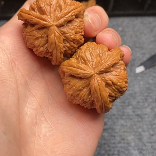 锦*白狮子1111111111111