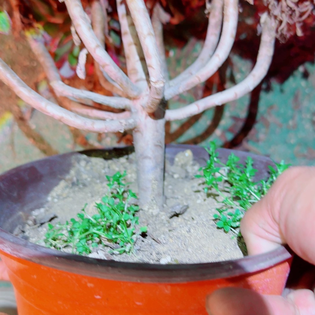 月婵法师多肉785