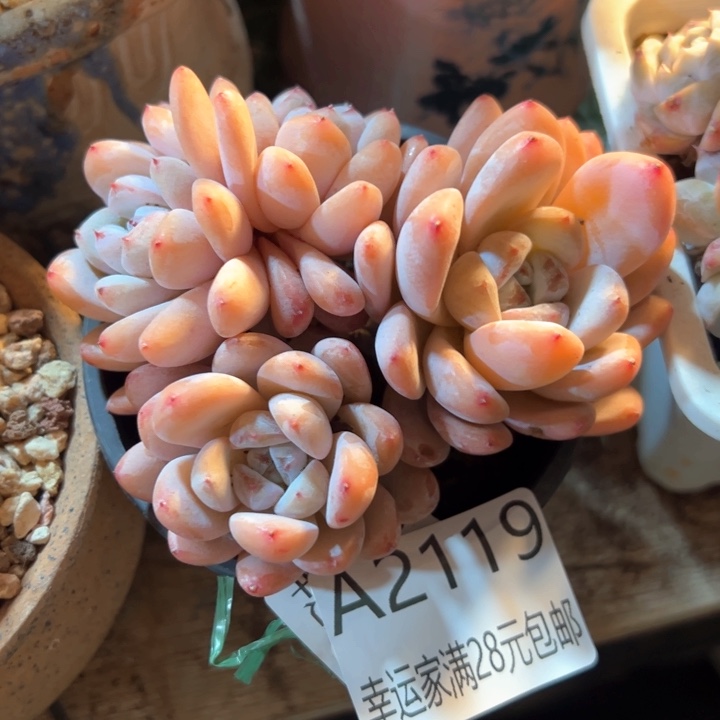 幸运的是我的朋友们都