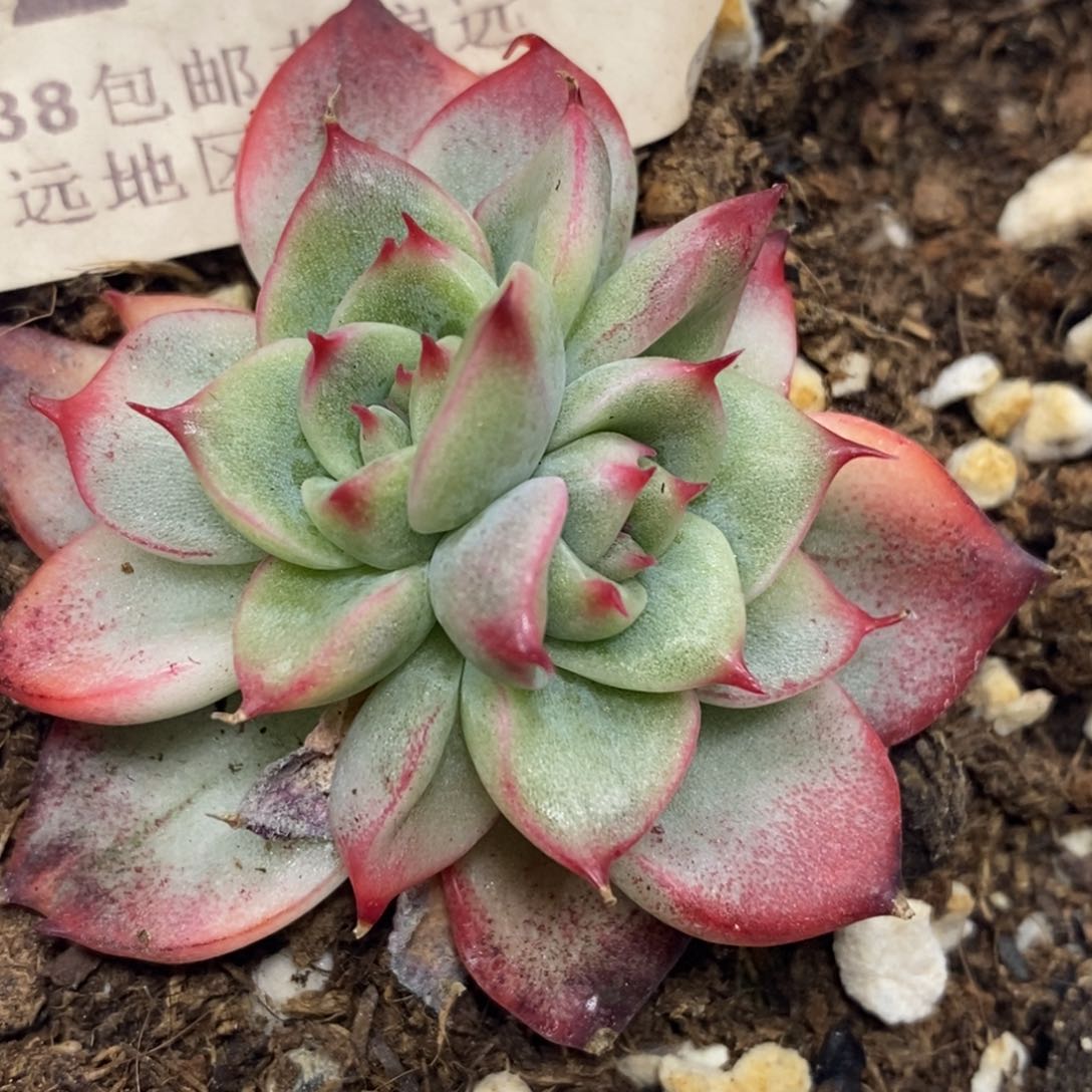 246佛洛瑞安娜锦自然双头