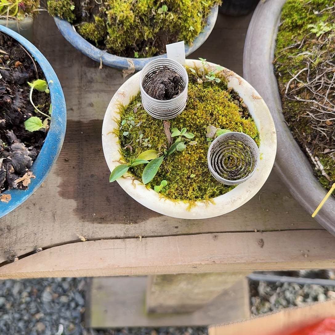 无花朵盆景绿植花卉