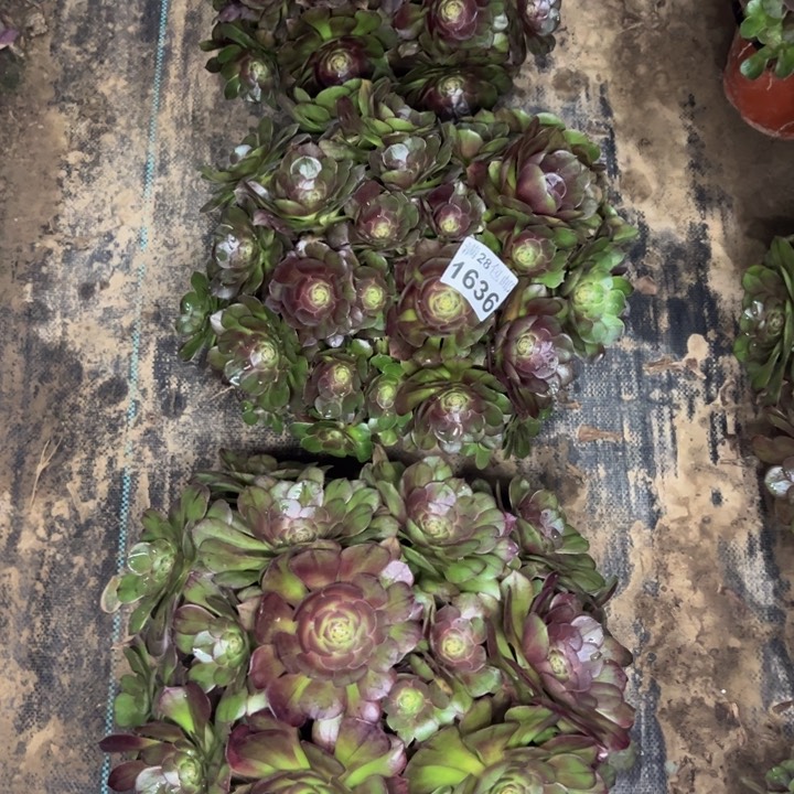 陈*姐1636南三颗不包损多肉植物