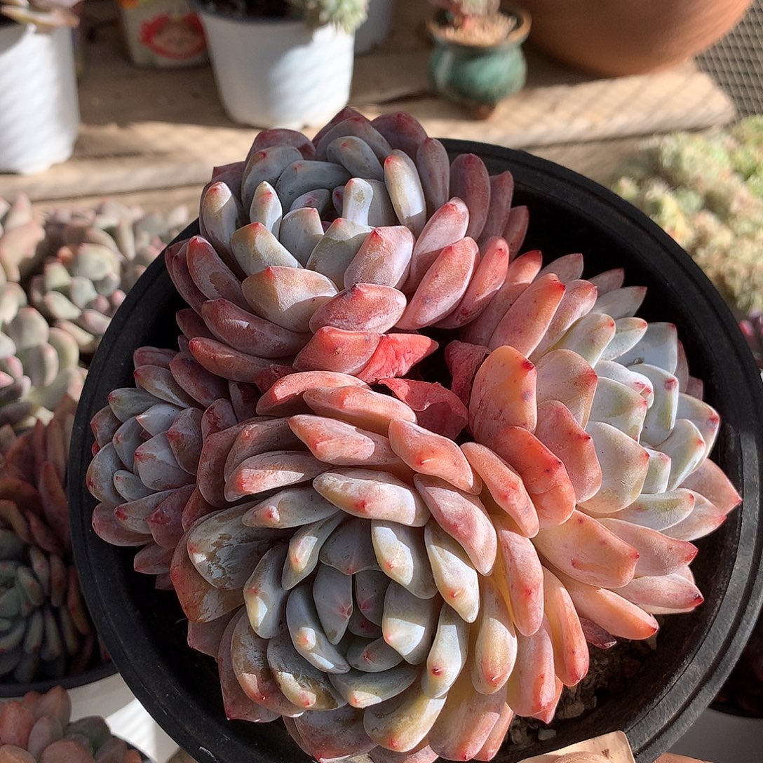 034橙梦露多肉一颗14厘米