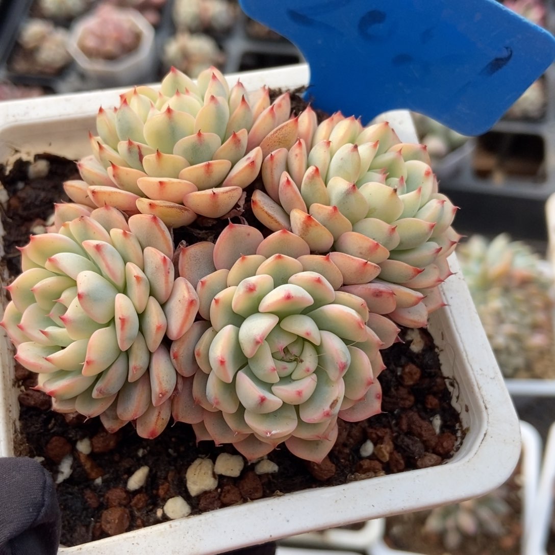 2081忌廉锦多肉植物保护