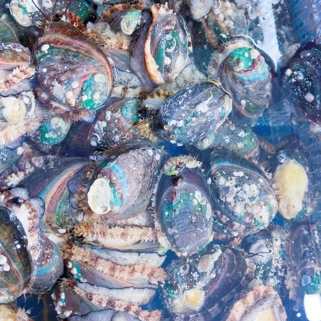 鲜活鲍鱼（规格10头鲍）10只