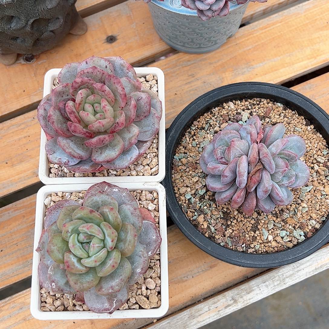 兔子专拍石榴籽星影石化锦3颗