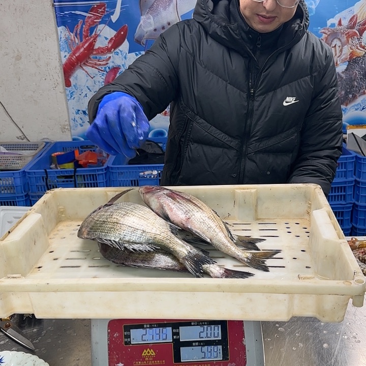 中国大陆能****了加吉鱼