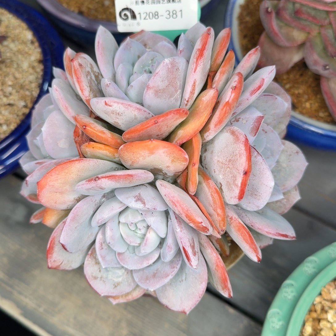 从前慢多肉精选编号1208.381