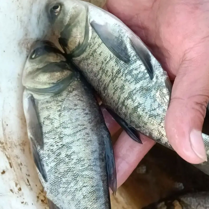 花鲢，胖头鱼水池鱼缸鱼塘养殖