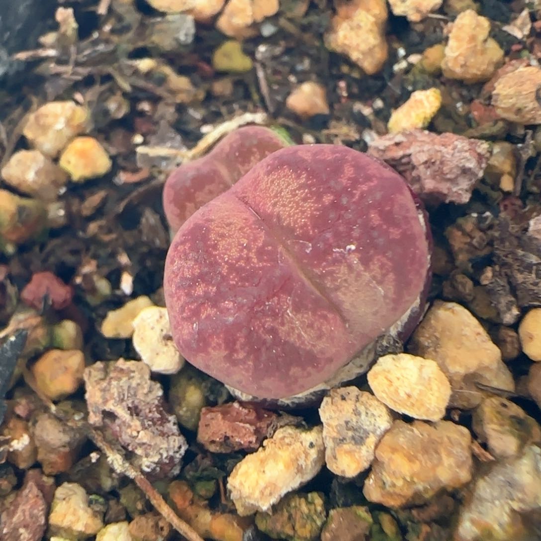大白多肉植物4304