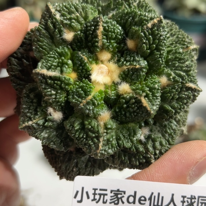220节后发货 无根