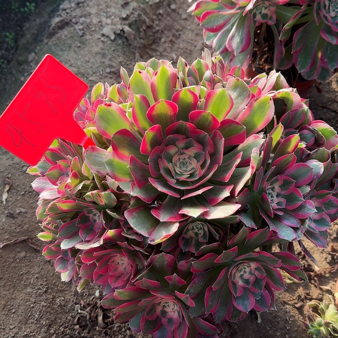 4595女郎多肉法师