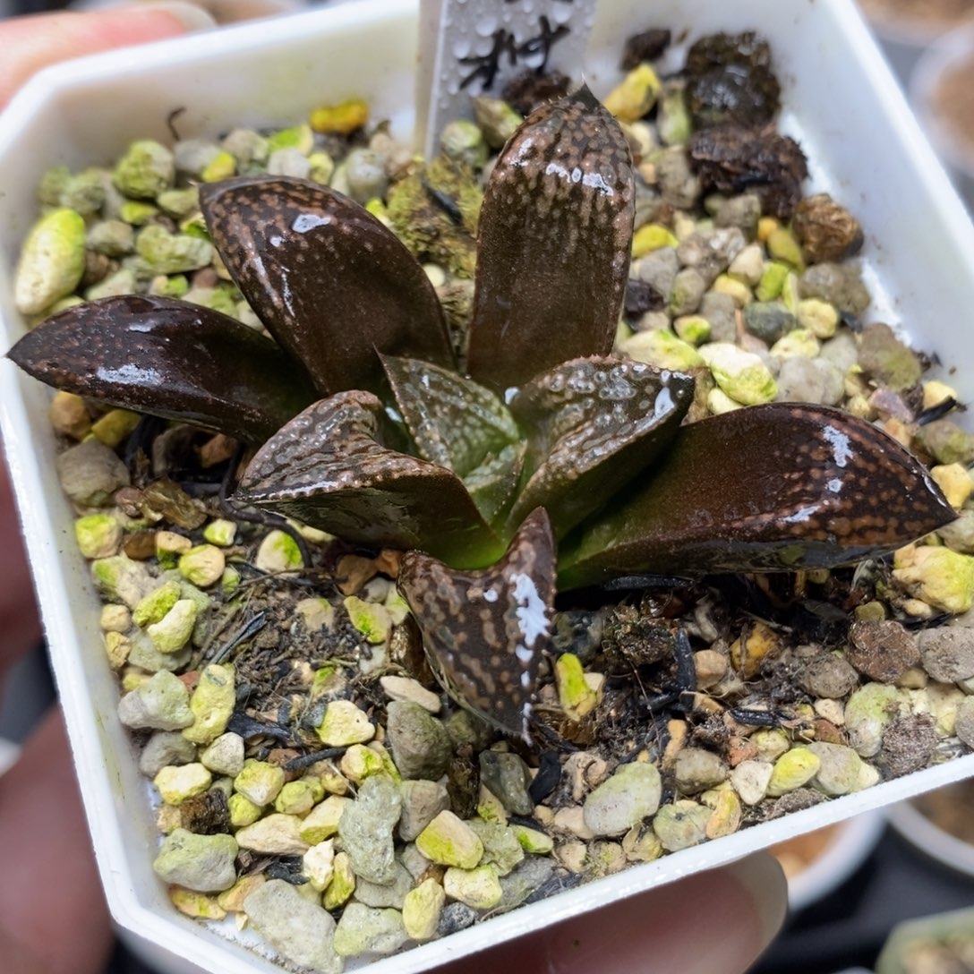 251绿狼交种一物一拍