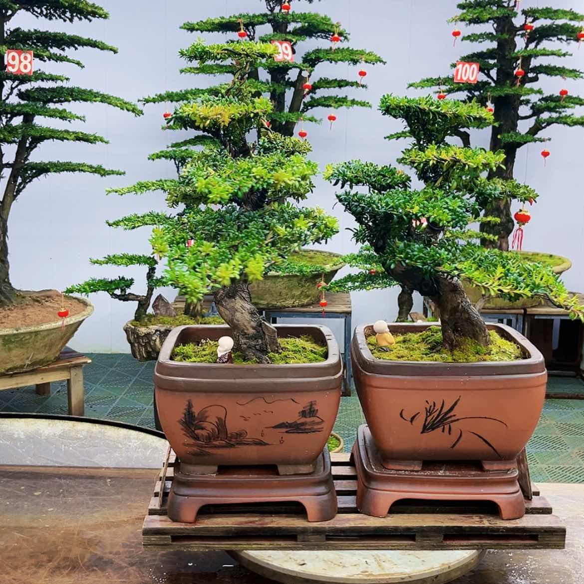 【闪购商品】罗汉松盆景艺术的发展