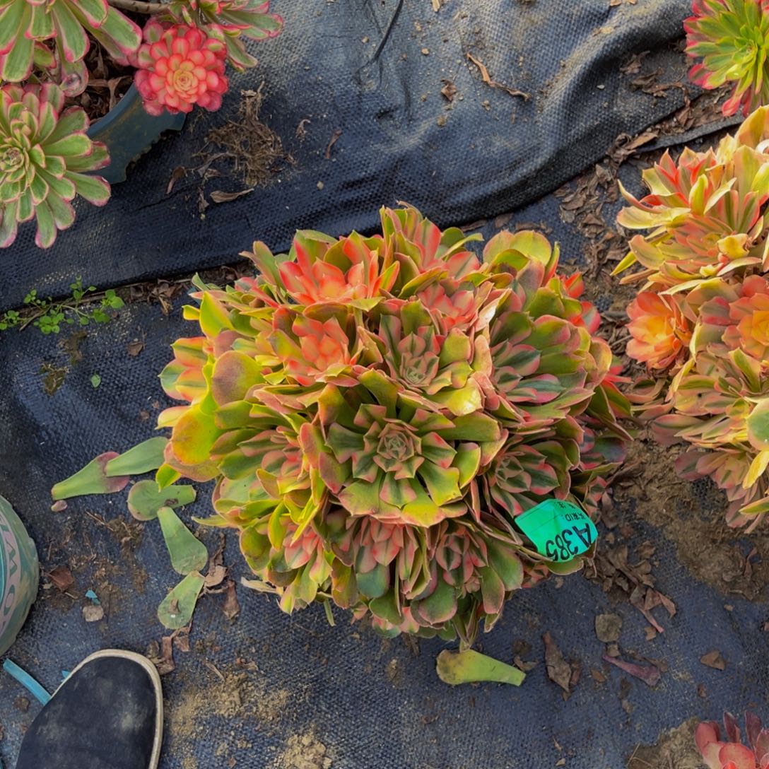 香妃法师朵朵1-22