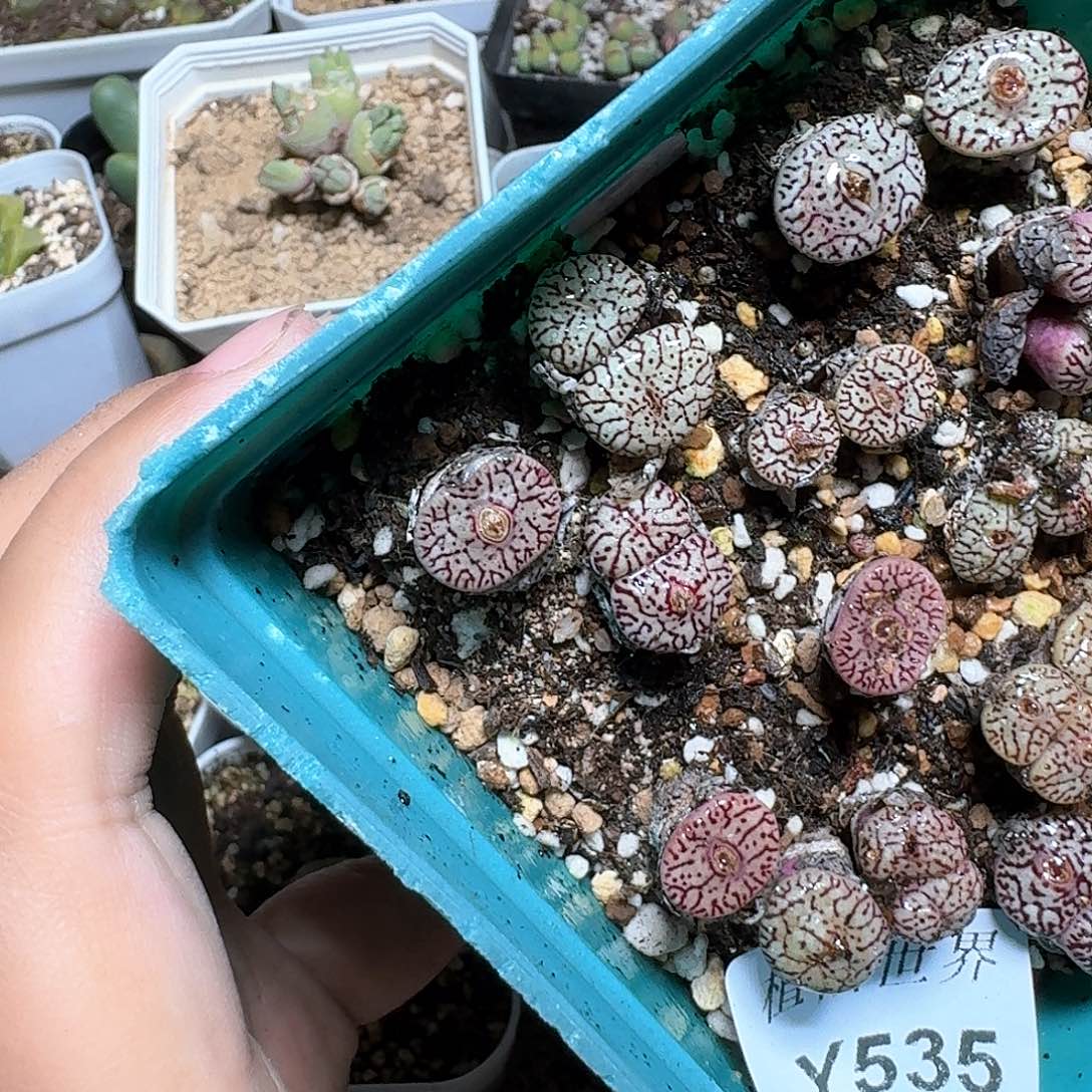 535号多肉植物f f