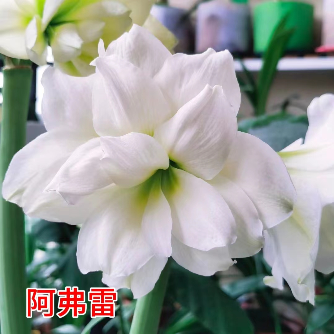 【阿弗雷】朱顶红南非重瓣种球白色大花浓香室内盆栽四季开花植物