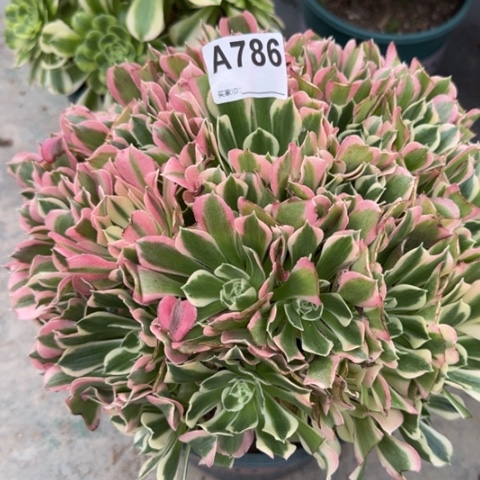 786白凤30厘米左右