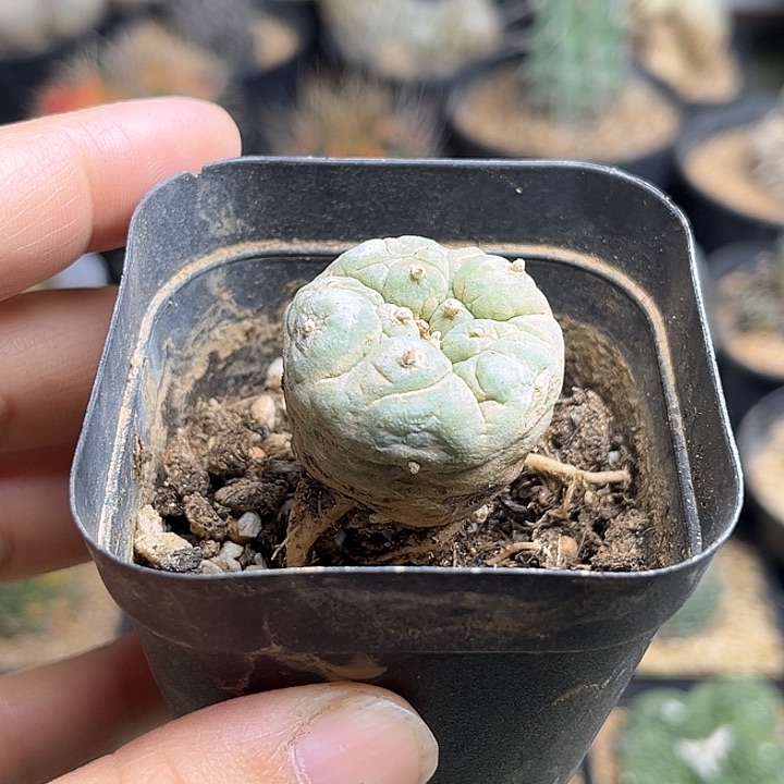 自根萝卜根古田贝海鲜3公分