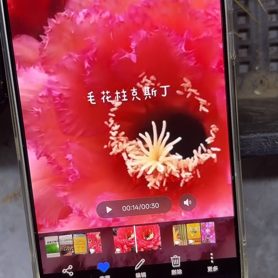 克斯丁毛侧牙20包邮10