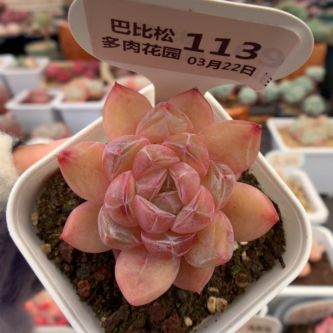 113钻石珍妮多肉植物