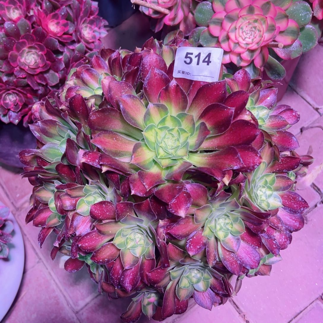 514韶华法师多肉植物