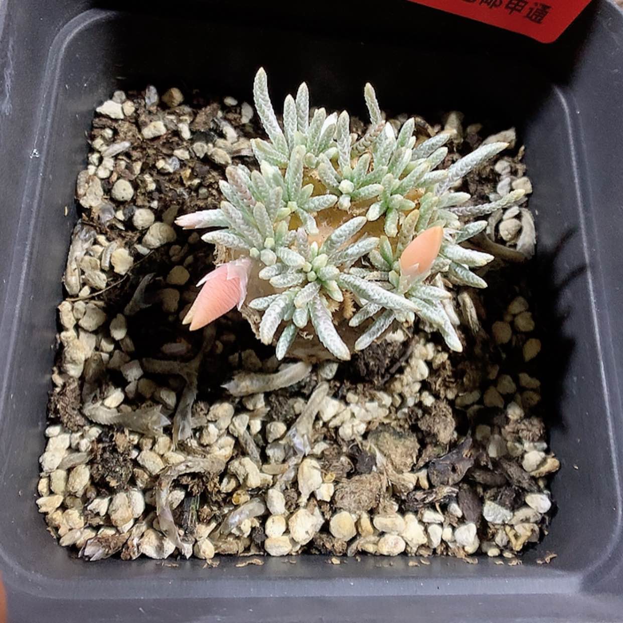 【闪购商品】2-8-42 母本白花韧锦肉肉 52