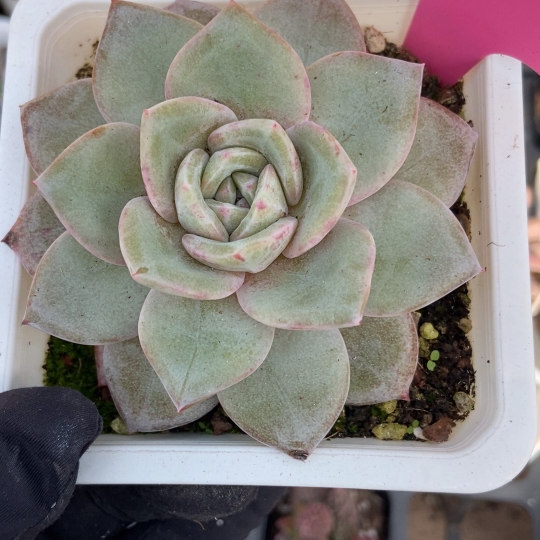 5德国香槟多肉植物