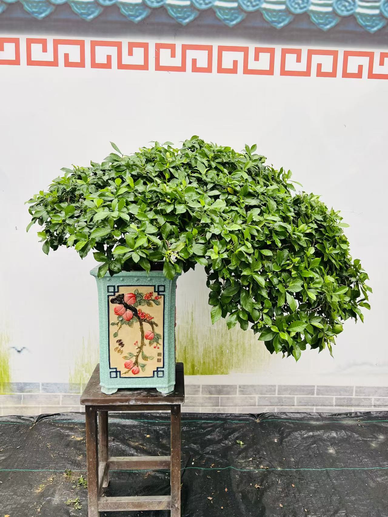 海岛栀子花【带花苞】盆栽绣球花庭院四季开花室内花卉好养易活植物