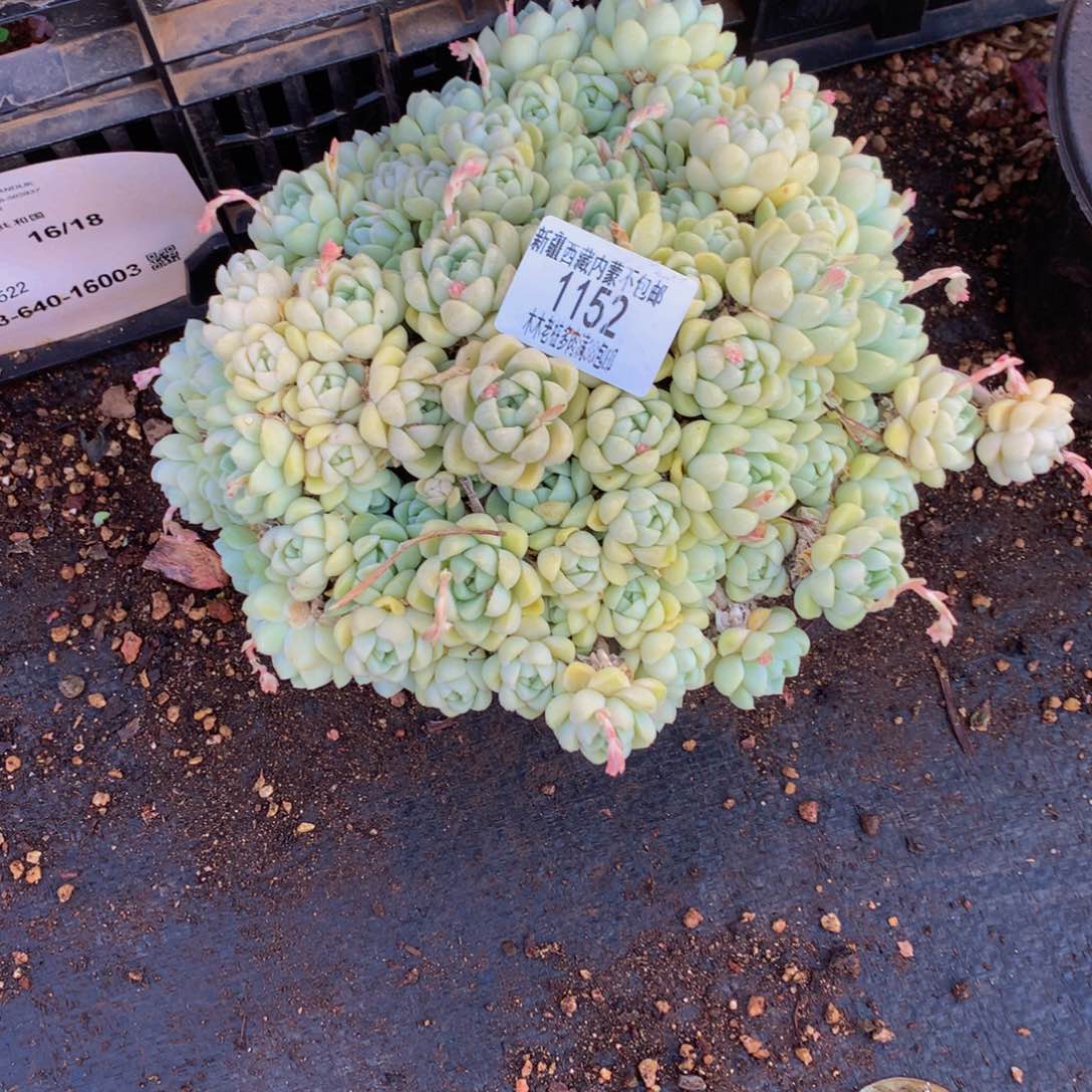 丽*梦1152珍尼多肉