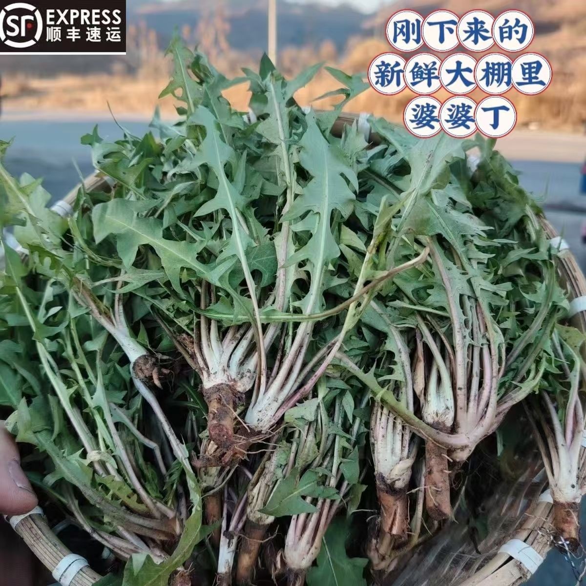 东北新鲜现挖带小根婆婆丁蒲公英野菜顺丰包邮可蘸酱
