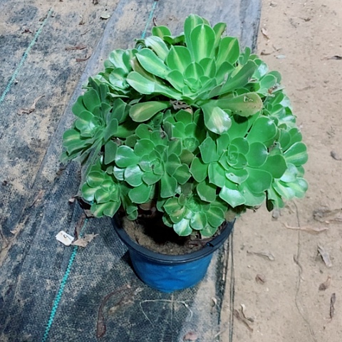 粉女巫中班多肉植物法师21 