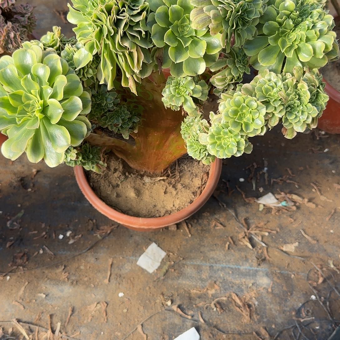 喵***绿豆沙来咯哦哦呃呃呃呃呃