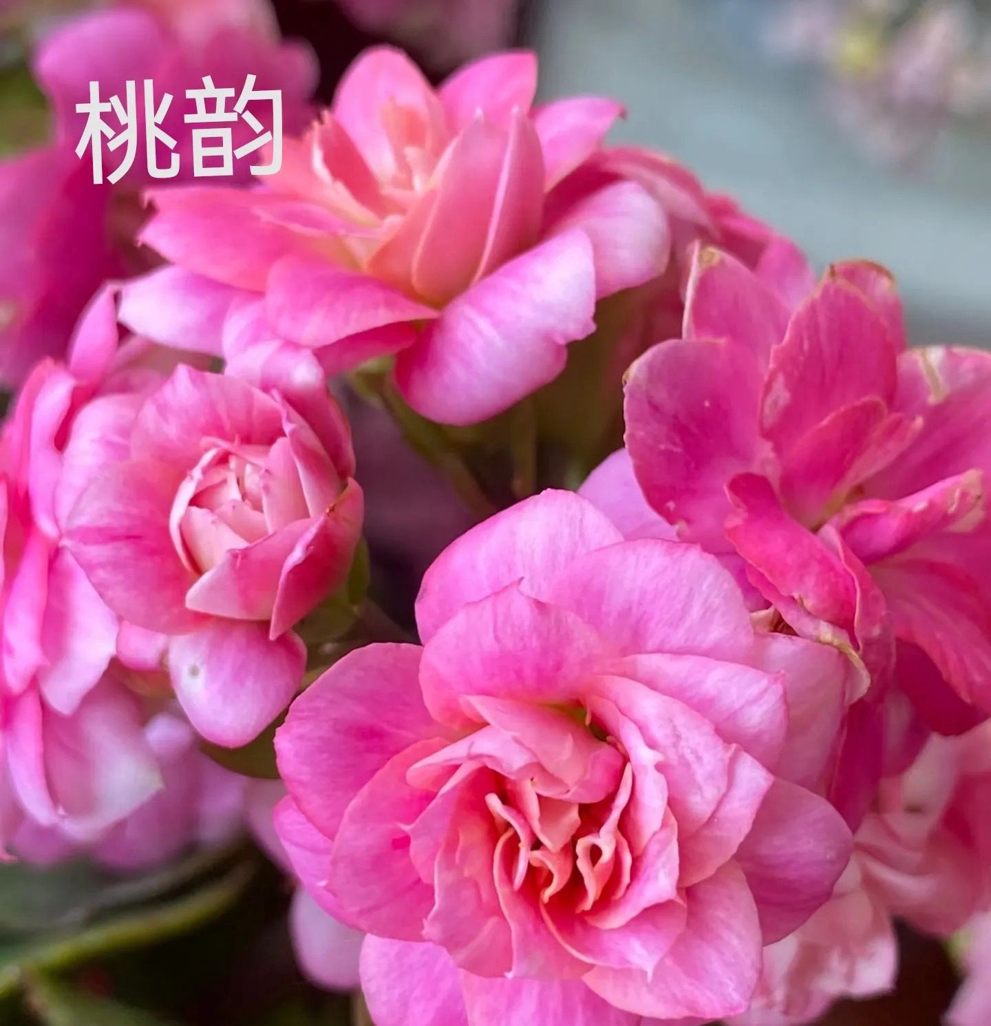 《桃韵120盆》重瓣长寿花一代苗独颗（气柱发货）开花对版 基地直发