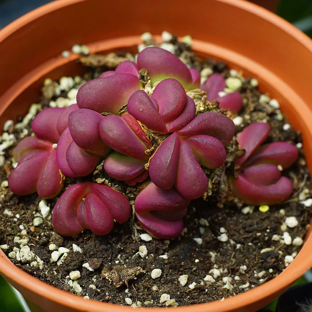 Glottiphyllum pygmaeum 侏儒舌叶花
