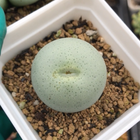 多肉肉锥 Y172超级大饼