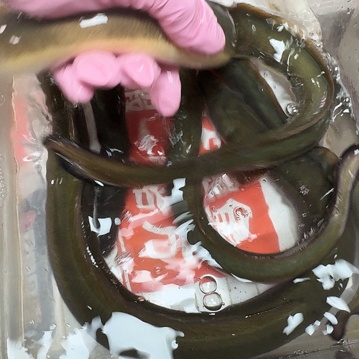 野生鳗鱼包活到家