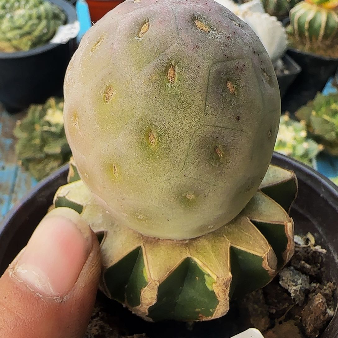 大型无刺洞洞习319