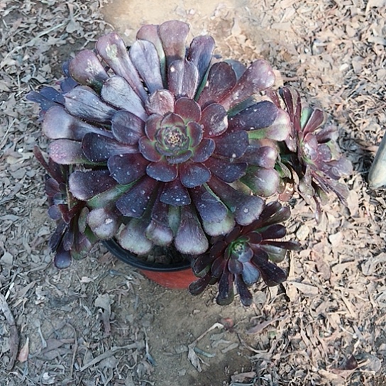 萝莉法师0000000001