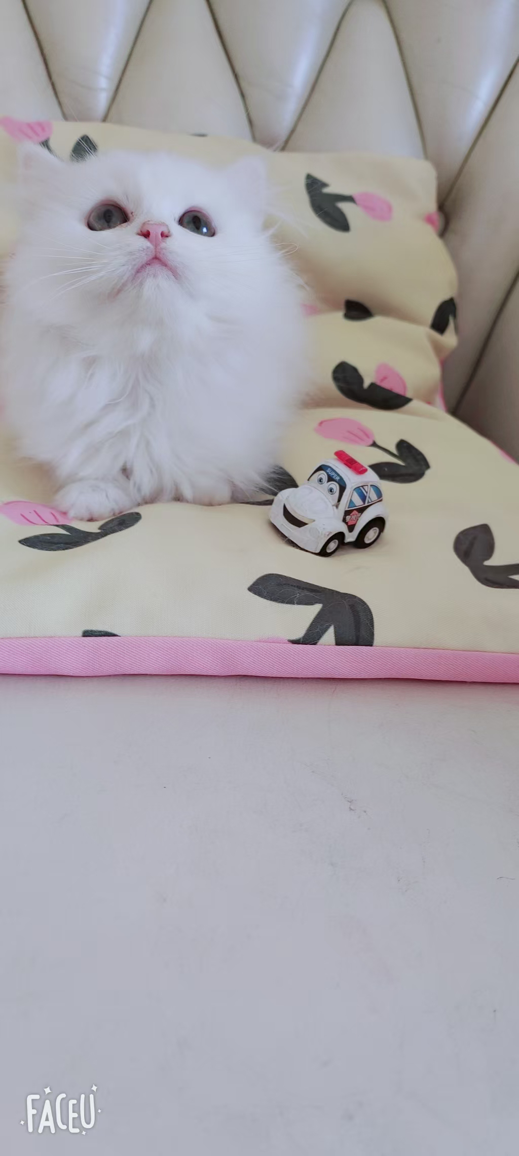 辰泽宠物纯白高地妹妹